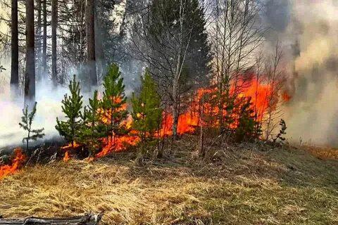 Действия населения при  лесных пожарах.